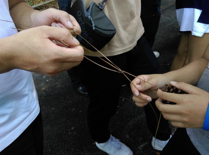 用三葉松的針葉進行拔河PK(看誰的葉子較強韌)